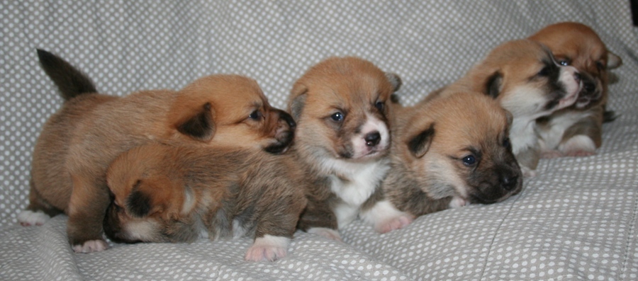 Puppies